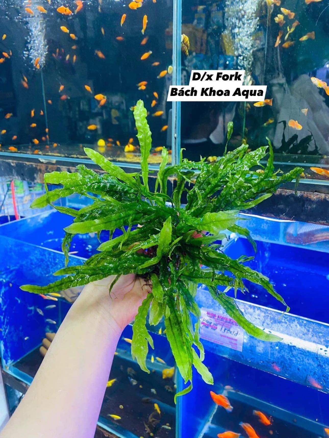 Cây thủy sinh - Dương xỉ Fork lá nước